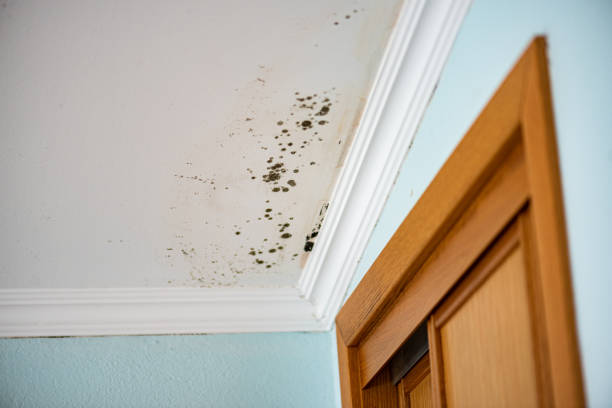 Best Office Mold Removal Services  in Ninety Six, SC