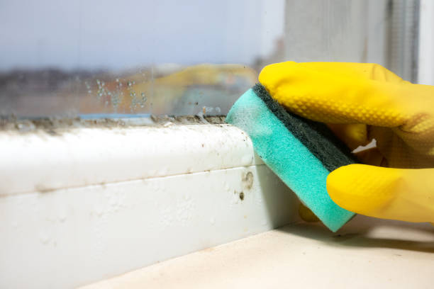 Best Black Mold Removal  in Ninety Six, SC