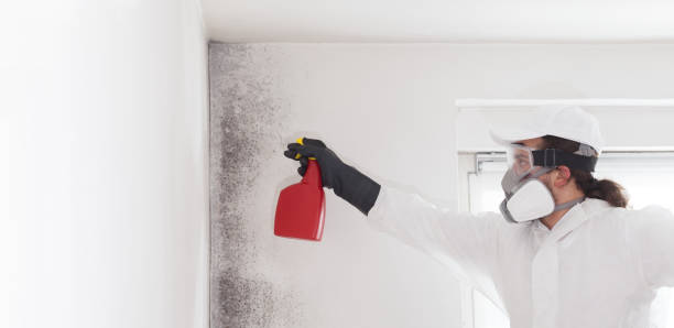 Best Mold Testing  in Ninety Six, SC