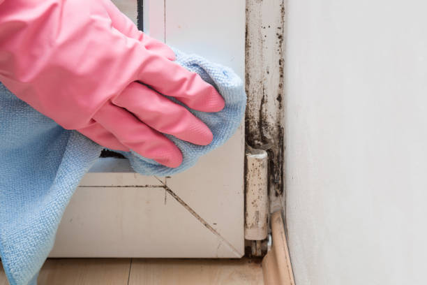 Reliable Ninety Six, SC Mold Removal Solutions