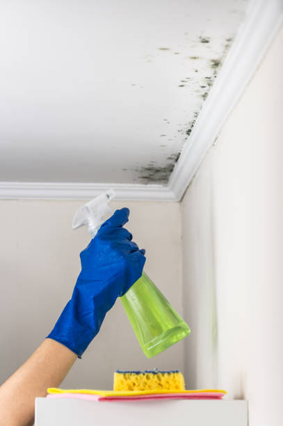 Best Mold Testing  in Ninety Six, SC