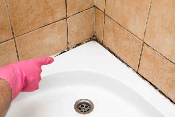 Best Emergency Mold Removal  in Ninety Six, SC